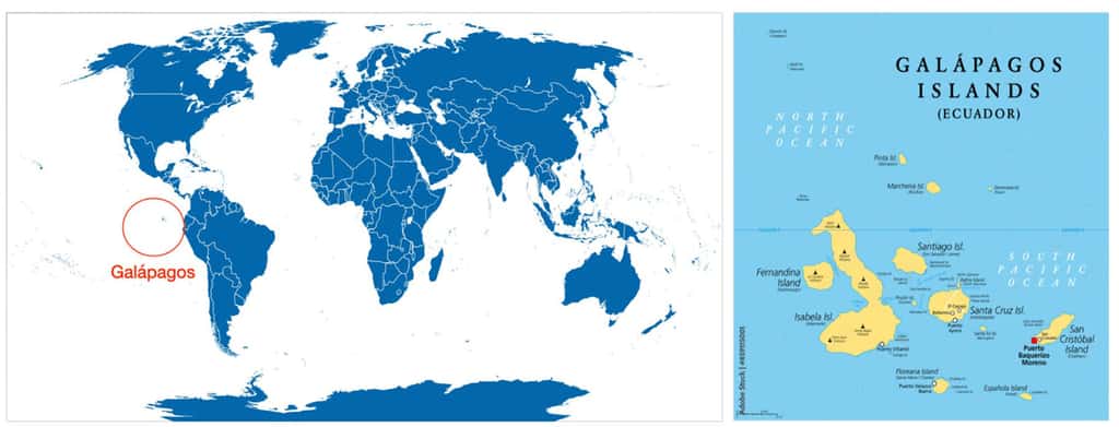 Carte du monde et carte des îles Galápagos © Peter Hermes Furian, Adobe stock
